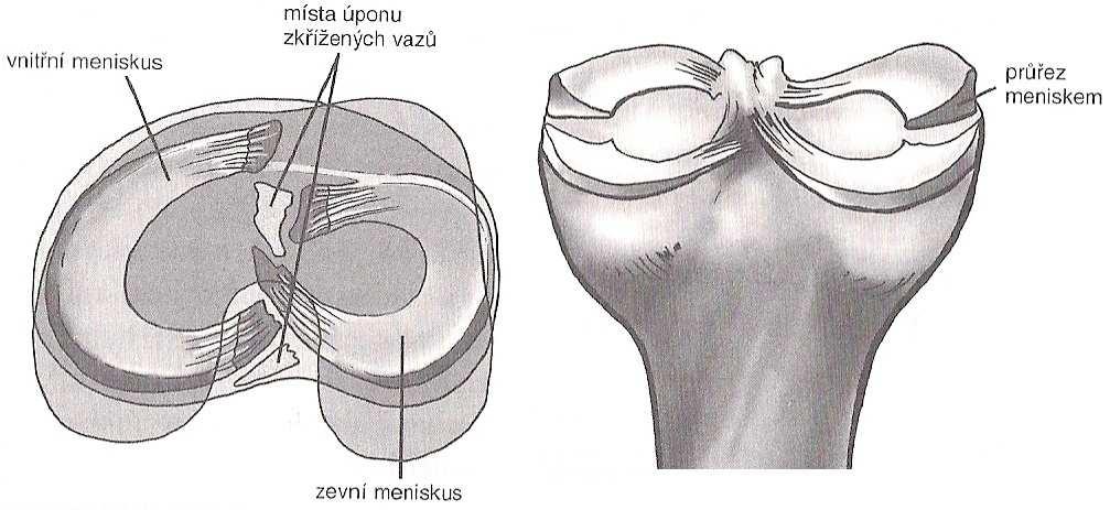 FSI VUT DIPLOMOVÁ PRÁCE List 13 1.3.2 Menisky Menisky se nacházejí mezi koncem femuru a koncem tibie, svým tvarem připomínají dva půlměsíce otočené proti sobě (viz obr. 1.4) [2, 6].