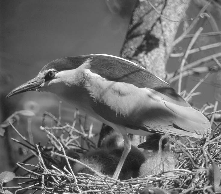 Kvakoš noční (foto Petr Macháček) Potápka malá (Tachybaptus ruficollis) Vyskytovala se ojediněle, v letech 2000 2003 nebyla pozorována žádná.