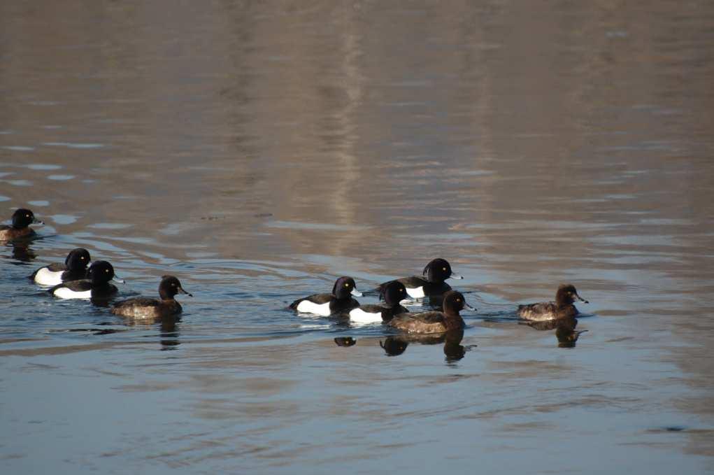 Tufted Duck Aythya fuligula Benthophagous species: We expected Density-Dependent regulation of reproduction output due to effect of competition between Carp and Tufted Duck Number of Broods 200 150