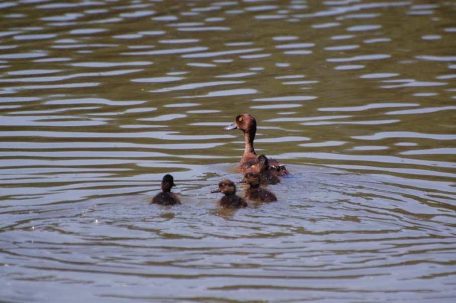 9 TUFTED DUCK 8 GOLDENEYE 8 7 number of brood record 7 6 5 4 3 2 1 Number of brood records 6 5