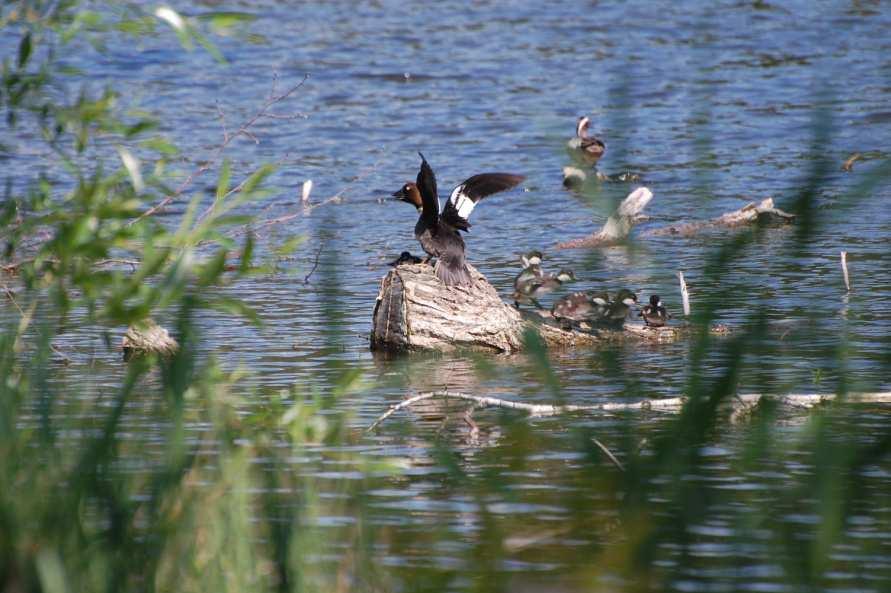 140 160 water transparency (cm) Broods of Tufted Duck and Goldeneye: almost no records on ponds