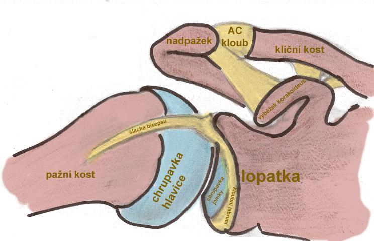 Anatomické struktury ramena Rameno je složitý kloub mezi kosí pažní, lopatkou, kostí klíční a hrudníkem.