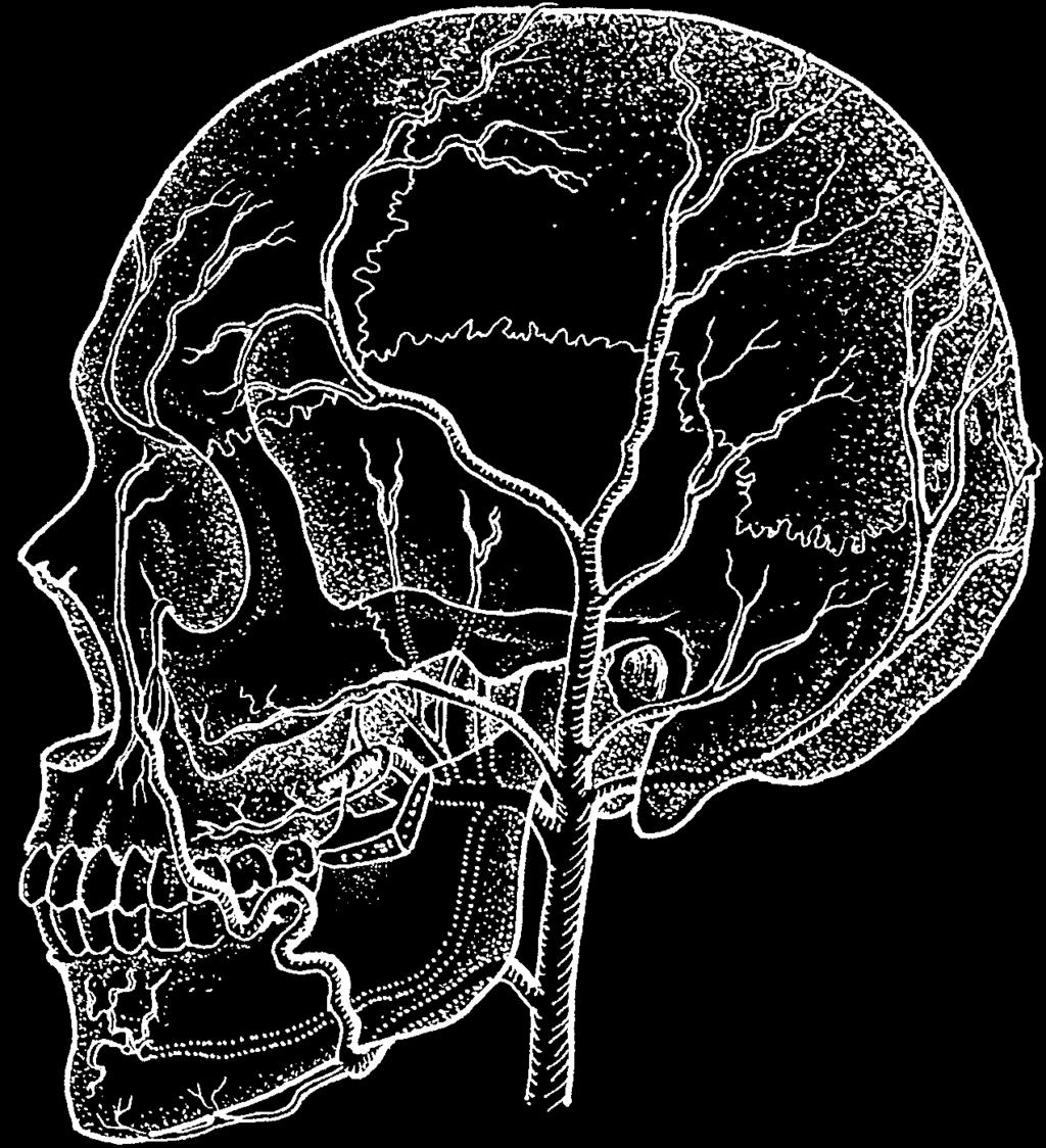 r. frontalis a. supraorbitalis (ex a. carotide int.) a. supratrochlearis (ex a. carotide int.) r. parietalis aa. temporales proff. a. angularis a.