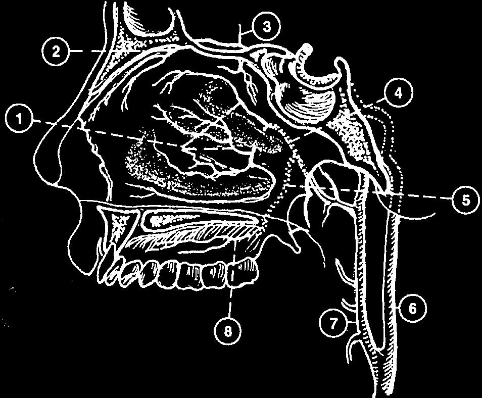 a. hypophysialis superior pars cerebralis r. basalis tenotrii r. marginalis tentorii rr. nervorum r. meningeus pars r.