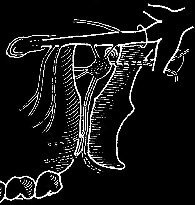 massetericus, 7 rr. parotidei, 8 rr. communicantes (cum nervo faciali), 9 n. au ri cu lo tem po ra lis, 10 rr. membranae tympani, 11 n. meatus acustici externi, 12 nn. auriculares anteriores, 13 rr.