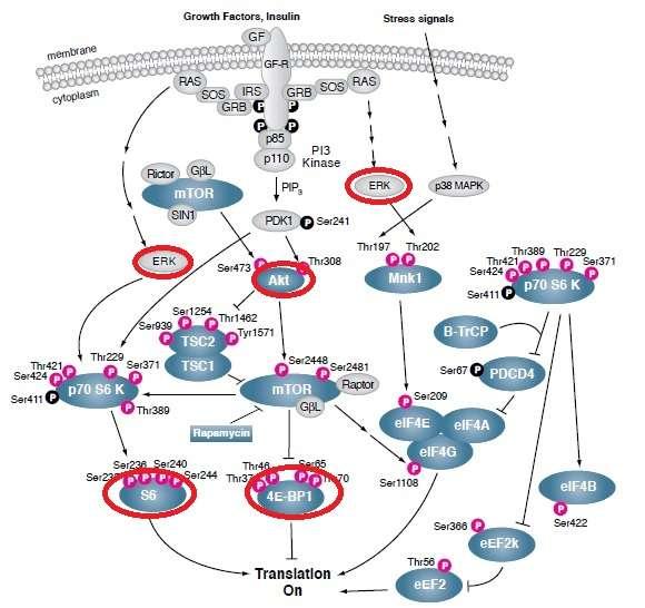 mtor (cellsignal.