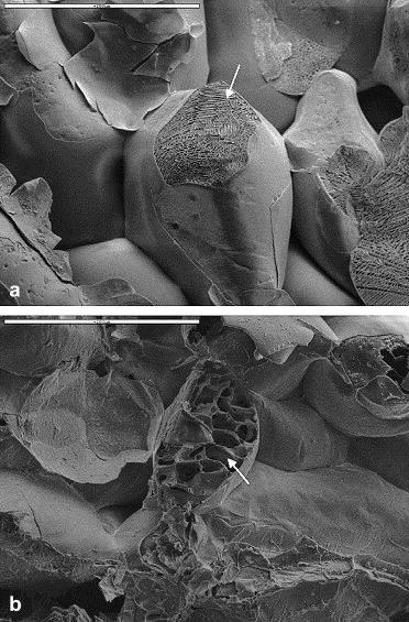 Fig. 4 Cryo-Scanning Electron Microscopy images of Golden Delicious tissue frozen in two different protocols. (a) Freezing by immersion in liquid nitrogen; (b) Freezing at 20 C.