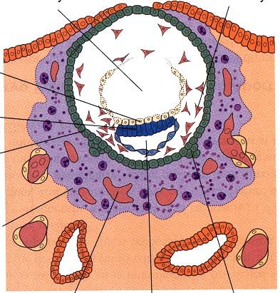 Extraembryonální mezoderm derivuje z cytotrofoblastu buňky zaplní dutinu blastocysty ( řídká síť )