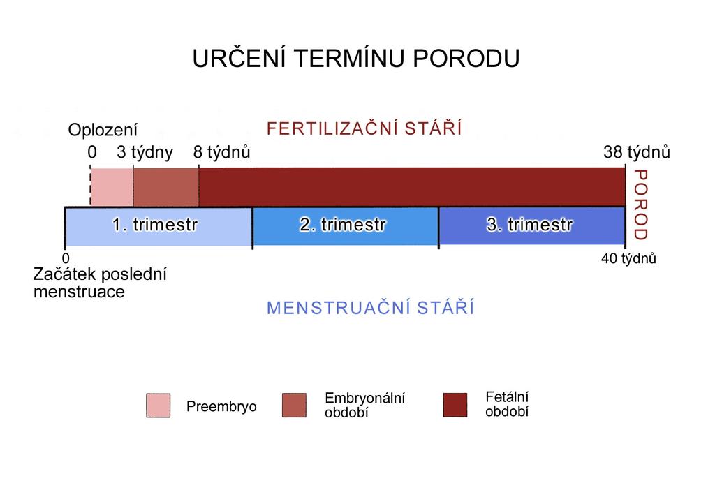 Délka těhotenství 38 týdnů = 266 dnů 40 týdnů = 280 dnů = 10 lunárních měsiců lunární