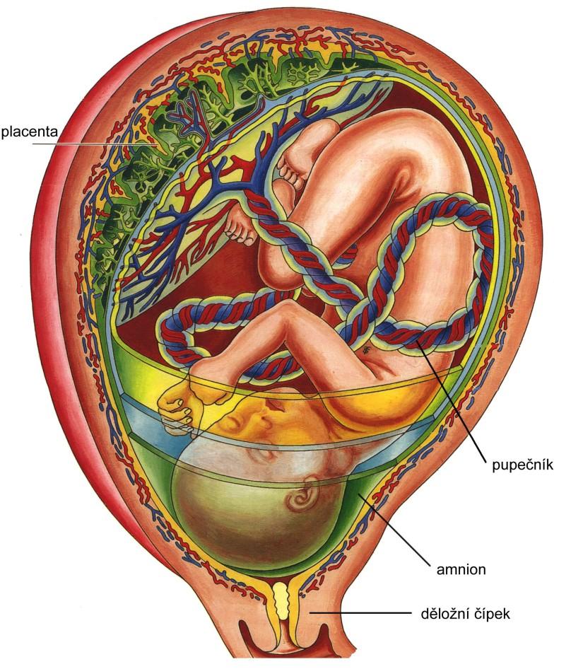 Fyziologické uložení plodu v děloze POLOHA PODÉLNÁ HLAVIČKOU