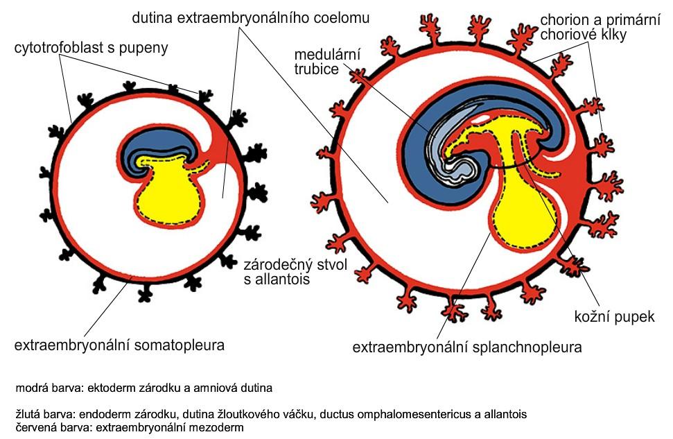 Žloutkový váček, amniový váček,