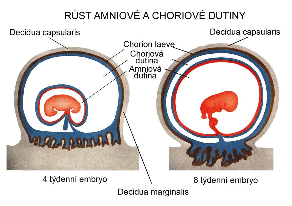 CHORION = cytotrofoblast + mezoderm