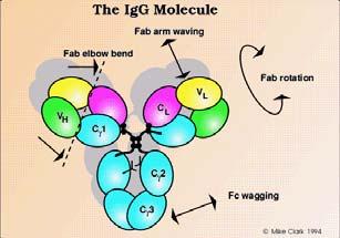 IgG1-4 IgG1>IgG2>IgG3>IgG4 IgG1+3 (proteinové Ag) IgG2+4 (polysacharidové Ag, opouzdřené bakt.