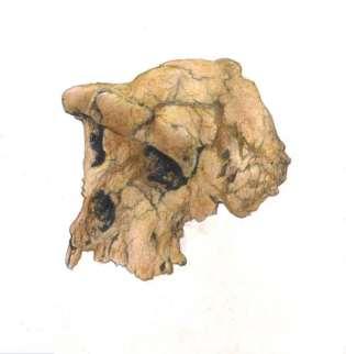 Sahelanthropus tchadensis 7-6 mil. let, Toros-Menalla, Djurab, Čad Holotyp: lebka a čelisti, M. Brunet et al.