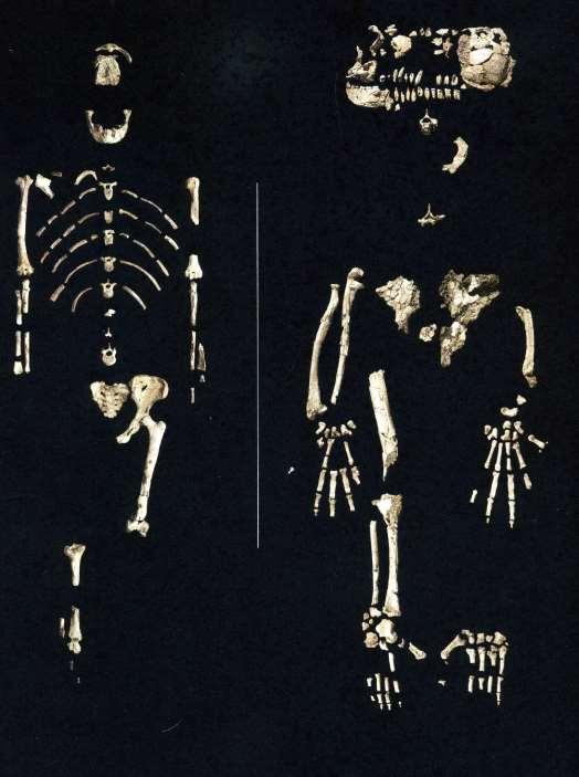 Lucy (Australopithecus