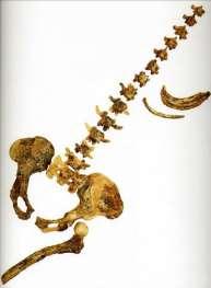 Australopithecus africanus jižní Afrika, 3 až 2,2 milionu let. Lokality Sterkfontein, Makapansgat, Taung a Gladysvale.