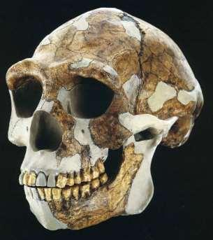 Homo erectus Afrika, Asie, 1,5 0,5 mil. let První naleziště: Trinil (Jáva), E.