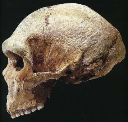Homo heidelbergensis 0,7-0,2 my ( preneandertálec, anteneandertálec archaický Homo sapiens ) Holotyp: Mauer-1, u Heidelbergu, Roesch, Schoetensack 1907 Zvětšování objemu mozkovny (1100-1390 cm3)