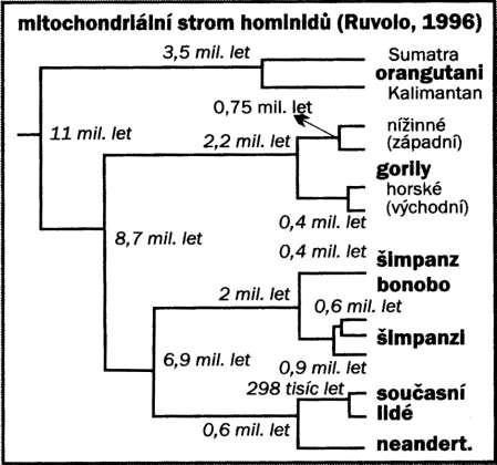Genetika: polymorfismus mtdna žijících vyšších primátů (lidoopi, lidé) člověk a šimpanz cca 6-7 mil.