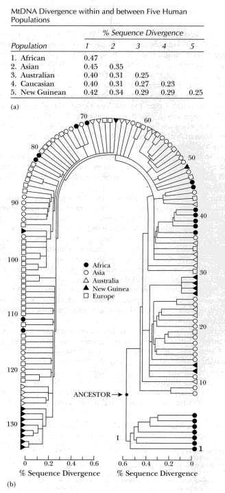 mtdna žijících populací Homo sapiens 5 geograficky odlišných populací 134 typů mtdna: 1-7 pouze Afrika, variabilita 8 134 všechny ostatní mtdna recentní populace Homo sapiens: 0.