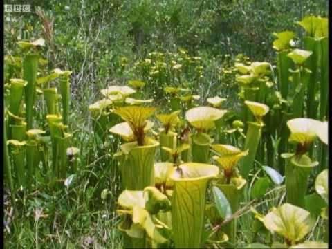 Attenborough: Venus Fly Trap - BBC Earth