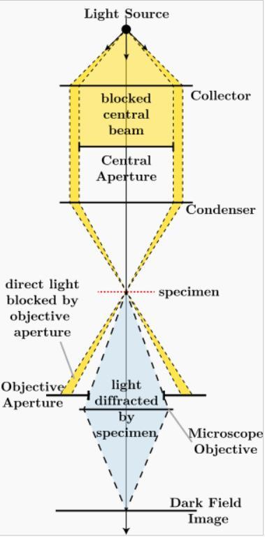 Zobrazovací metody ve světelné mikroskopii Temné pole osvětlovací soustava je upravena tak, že paprsky osvětlující preparát nevstupují do objektivu