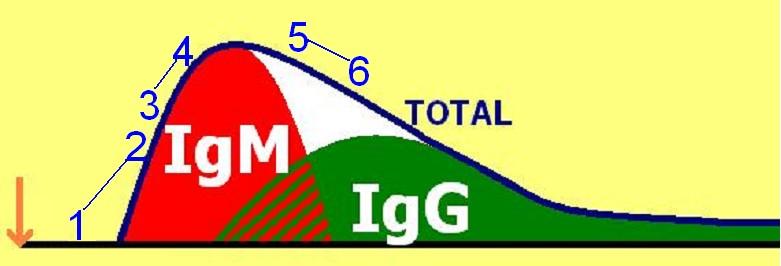 Titr protilátek: dynamika titru (2) 1 2: