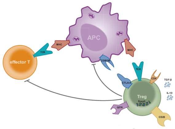 Tregs tlumí efektorové T lymfocyty Mechanismy působení Produkce inhibičních cytokinů (TGFbeta, IL-1, IL-35)