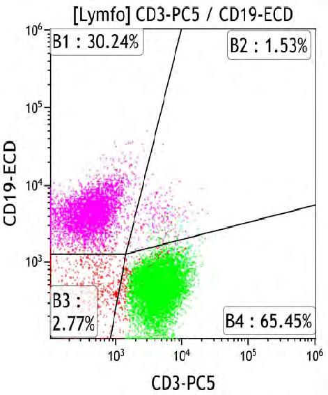 polyklonální CD19+ B