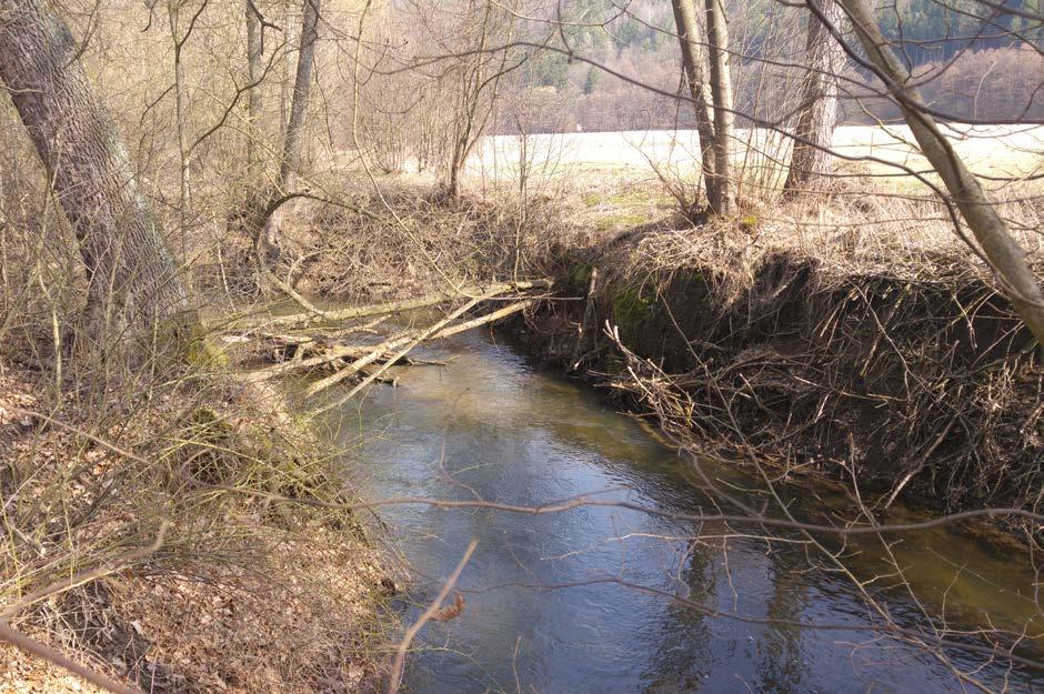 Obr. 5: Původní vzhled koryta V důsledku nevhodného napřímení koryta řeky docházelo v minulosti až k třímetrovému zahlubování koryta, k obnažování kořenů břehové vegetace a jejímu následnému pádu do