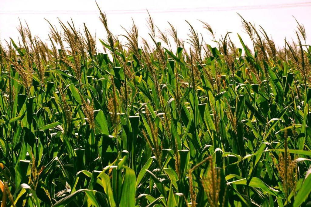 Úvod obiloviny v lidské výživě - význam Současná produkce obilovin ve světě v milionech