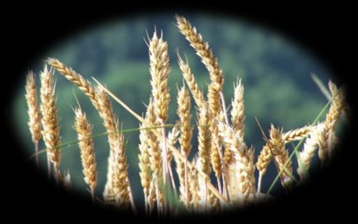 Budoucnost Prvotní suroviny Pšenice, žito, ječmen, oves, pseudoobiloviny, luštěniny Nové argotech. postupy 2000 Pšenice, žito Zlom ve vnímání pšenice vs. minoritní obiloviny (rac.
