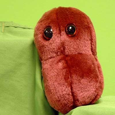 2. Streptokoky www.giantmicrobes.