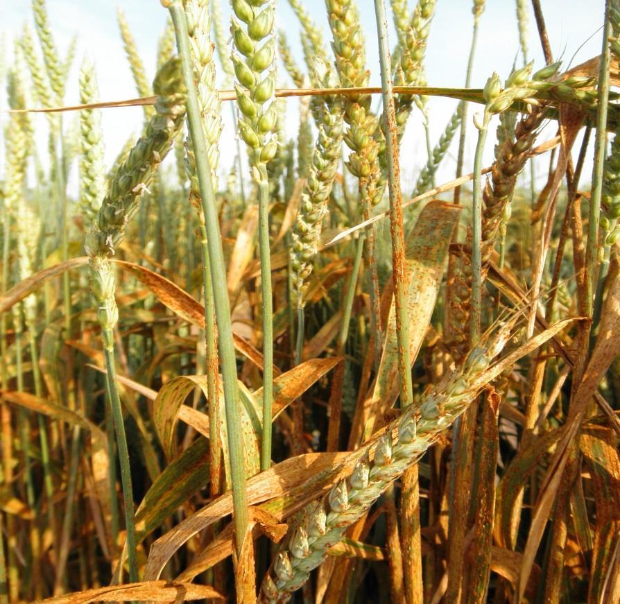 2. Rzi na pšenici rez travní, rez plevová a rez pšeničná Mgr. Alena Hanzalová, Ph.D.