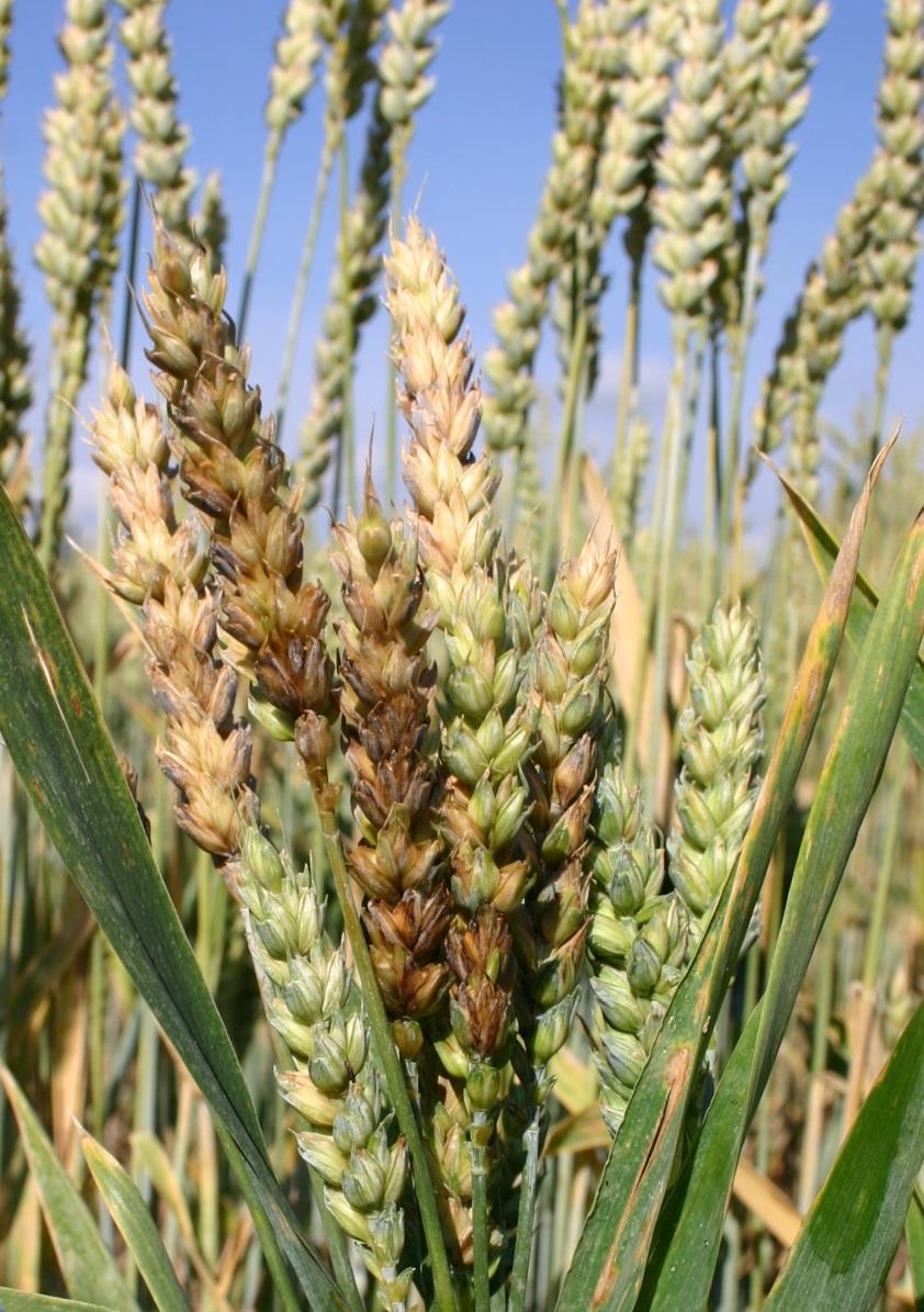 Obr. 2 Náchylná odrůda pšenice po