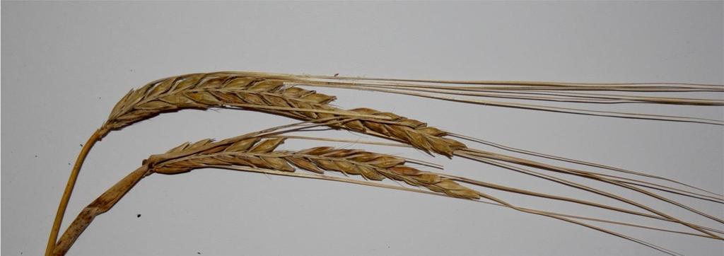 Oves Na ovsu se mohou vyskytovat druhy běžné na pšenici (F. graminearum a F. culmorum), častěji se však prosazují druhy F. poae, F. langsethiae a F.