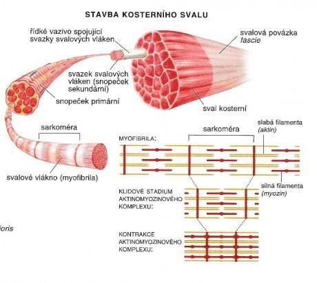 Obrázek 8: Stavba kosterního svalu zakladyanatomie.estranky.
