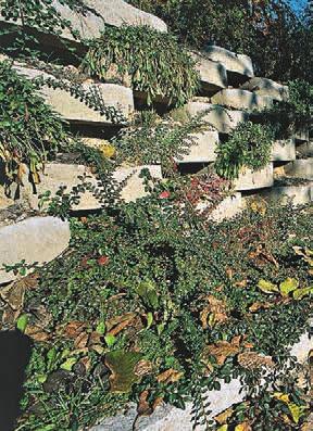 Spotreba ks/m² plochy svahu 6,54 Hmotnosť ks/paleta (kg) 38/780 Množstvo ks/paleta 20 Parkflor prierez 36/41cm, šírka uloženia 41 cm Parkflor-MAX prierez 43/50 cm, šírka uloženia 50