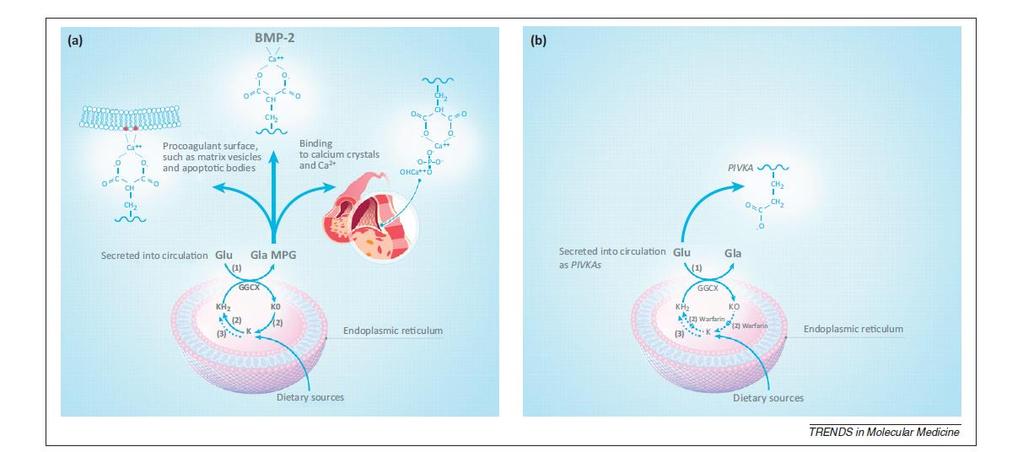 VITAMIN K A (TEPENNÉ) KALCIFIKACE Schurgers LJ, et al.