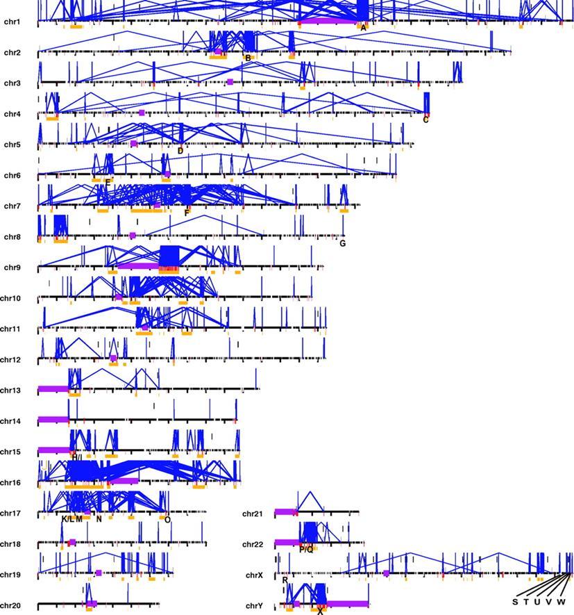 Rozložení intrachromozomálních a interchromozomálních SDs ( 10 kb; 95%) v genomu Lidský genom je náchylný k strukturní variabilitě v důsledku existence SDs!