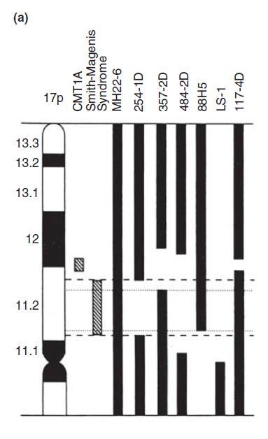 Rekurentní mikrodelece/duplikace 17p jako model pro genomové choroby oblast chromozomu 17p obsahuje 7,5 Mb dlouhý úsek