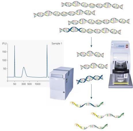 array-cgh (oligo 0,06 kb)