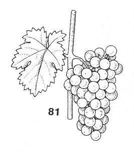 b) Fenofáze révy 81 počátek zrání hroznů, bobule získávají odrůdově specifické zbarvení (blednou nebo se vybarvují = zaměkání) V tomto období, podle lokalit a odrůd, bude nastupovat nebo probíhat