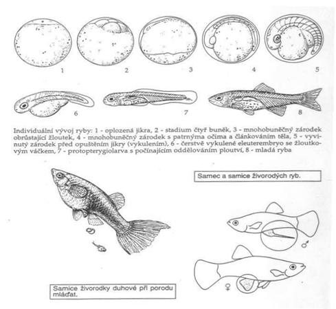 Rozmnožování Ekologické skupiny ryb A) druhy neochraňující potomstvo B) druhy ukrývající jikry C) druhy ochraňující jikry a potomstvo Druhy neochraňující potomstvo 1.
