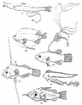 Larva úhoře byla považována za jiný druh Ryby jsou (většinou) klasickým příkladem R strategie Velké množství potomstva většina larev zemře během prvního měsíce života nedostatek