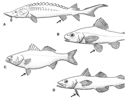 A abdominální POSTAVENÍ BŘIŠNÍCH PLOUTVÍ Základní plastické znaky ryb