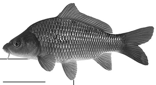 Total length (TL) Další plastické znaky ryb Meristické znaky ryb