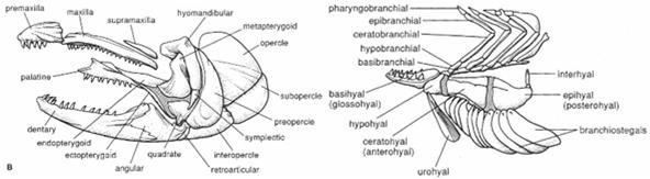 neurocranium (chrání mozek) branchiocranium (část lebky na kterou nasedá žaberní