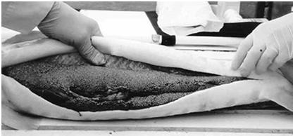 U chrupavčitých a primitivních kostnatých ryb jsou jikry uvolňovány přímo do tělní