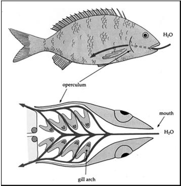 Kostlíni a většina kostnatých ryb (kromě Salmonidae) mají vaječník napojen na vejcovod